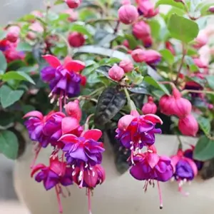 Fuchsia Dark Eyes Flower Seeds - 100 Pcs Vibrant Ornamental Plants for Hanging Baskets & Containers