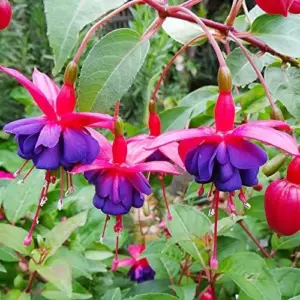 Fuchsia Dark Eyes Flower Seeds - 100 Pcs Vibrant Ornamental Plants for Hanging Baskets & Containers