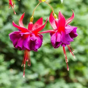 Fuchsia Dark Eyes Flower Seeds - 100 Pcs Vibrant Ornamental Plants for Hanging Baskets & Containers
