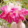 Fuchsia Seeds Annual Low Maintenance Flower Seeds 100 Pcs Attracts Hummingbirds for Hanging Baskets & Garden Beds