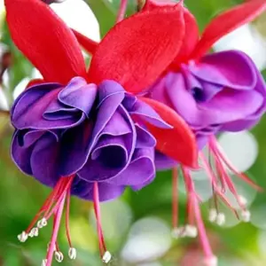 Fuchsia Seeds Annual Low Maintenance Flower Seeds 100 Pcs Attracts Hummingbirds for Hanging Baskets & Garden Beds