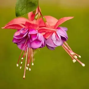 Fuchsia Seeds Annual Low Maintenance Flower Seeds 100 Pcs Attracts Hummingbirds for Hanging Baskets & Garden Beds