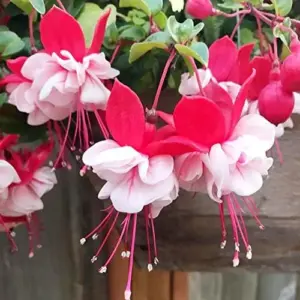 Fuchsia Seeds Annual Low Maintenance Flower Seeds 100 Pcs Attracts Hummingbirds for Hanging Baskets & Garden Beds