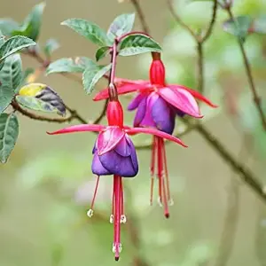 Fuchsia Seeds Annual Low Maintenance Flower Seeds 100 Pcs Attracts Hummingbirds for Hanging Baskets & Garden Beds