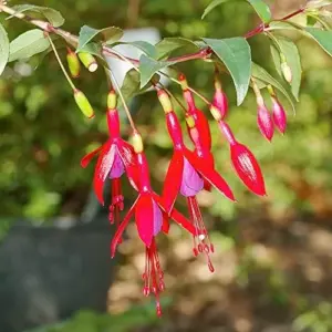 Fuchsia Seeds Annual Low Maintenance Flower Seeds 100 Pcs Attracts Hummingbirds for Hanging Baskets & Garden Beds