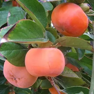 Fuyu Persimmon Seeds Diospyros Kaki Edible Sweet Fruit Tree Seeds 10 Pcs for Outdoor Planting