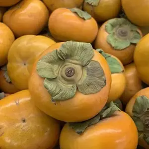 Fuyu Persimmon Seeds Diospyros Kaki Edible Sweet Fruit Tree Seeds 10 Pcs for Outdoor Planting