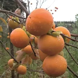 Fuyu Persimmon Seeds Diospyros Kaki Edible Sweet Fruit Tree Seeds 10 Pcs for Outdoor Planting