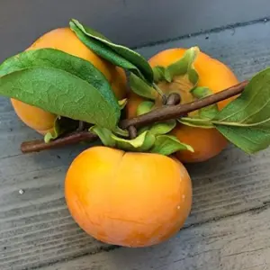Fuyu Persimmon Seeds Diospyros Kaki Edible Sweet Fruit Tree Seeds 10 Pcs for Outdoor Planting