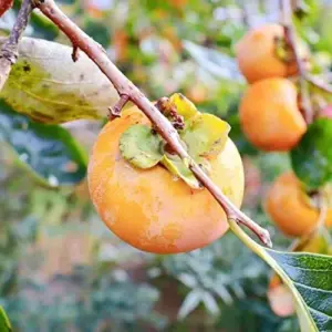 Fuyu Persimmon Seeds Diospyros Kaki Edible Sweet Fruit Tree Seeds 10 Pcs for Outdoor Planting