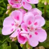 Geranium Seeds - 300 Pcs Mixed Colors Fragrant Low-Maintenance Ornamental Flower Seeds