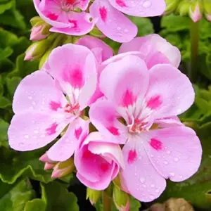Geranium Seeds - 300 Pcs Mixed Colors Fragrant Low-Maintenance Ornamental Flower Seeds