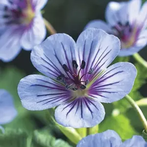 Geranium Seeds - 300 Pcs Mixed Colors Fragrant Low-Maintenance Ornamental Flower Seeds