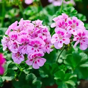 Geranium Seeds - 300 Pcs Mixed Colors Fragrant Low-Maintenance Ornamental Flower Seeds