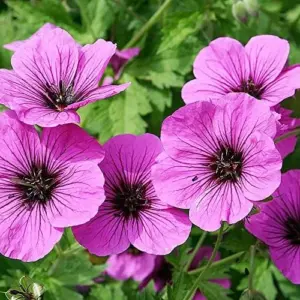 Geranium Seeds - 300 Pcs Mixed Colors Fragrant Low-Maintenance Ornamental Flower Seeds