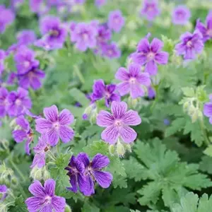 Geranium Seeds - 300 Pcs Mixed Colors Fragrant Low-Maintenance Ornamental Flower Seeds