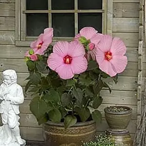 Giant Hibiscus Seeds Dinnerplate Moscheutos Swamp Mallow Perennial Huge Hardy Ornamental Flower Seeds, 100 Count, Rose
