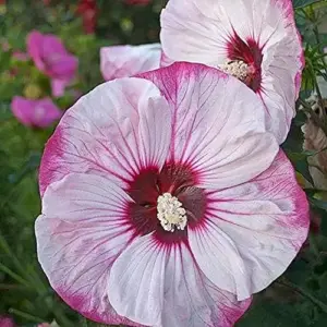 Giant Hibiscus Seeds Dinnerplate Moscheutos Swamp Mallow Perennial Huge Hardy Ornamental Flower Seeds, 100 Count, Rose