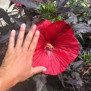 Giant Hibiscus Seeds Dinnerplate Moscheutos Swamp Mallow Perennial Huge Hardy Ornamental Flower Seeds, 100 Count, Rose