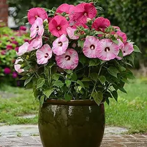 Giant Hibiscus Seeds Dinnerplate Moscheutos Swamp Mallow Perennial Huge Hardy Ornamental Flower Seeds, 100 Count, Rose