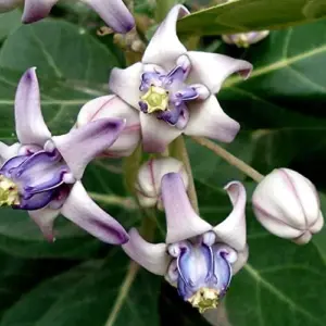 Giant Milkweed Crown Flower Seeds - Perennial Shrub/Tree, Fragrant, Attracts Butterflies & Bees - Outdoor 5 Pcs
