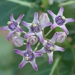 Giant Milkweed Crown Flower Seeds - Perennial Shrub/Tree, Fragrant, Attracts Butterflies & Bees - Outdoor 5 Pcs