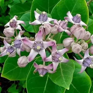 Giant Milkweed Crown Flower Seeds - Perennial Shrub/Tree, Fragrant, Attracts Butterflies & Bees - Outdoor 5 Pcs