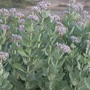 Giant Milkweed Crown Flower Seeds - Perennial Shrub/Tree, Fragrant, Attracts Butterflies & Bees - Outdoor 5 Pcs
