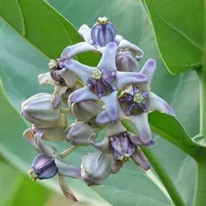 Giant Milkweed Crown Flower Seeds - Perennial Shrub/Tree, Fragrant, Attracts Butterflies & Bees - Outdoor 5 Pcs