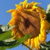 Giant Sunflower Seeds - Helianthus Annuus Edible Ornamental Yellow Flower Seeds, 100 Count