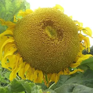 Giant Sunflower Seeds - Helianthus Annuus Edible Ornamental Yellow Flower Seeds, 100 Count