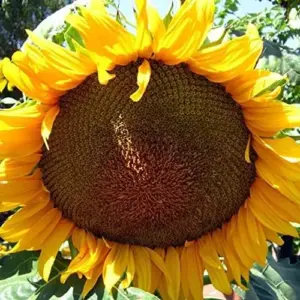 Giant Sunflower Seeds - Helianthus Annuus Edible Ornamental Yellow Flower Seeds, 100 Count