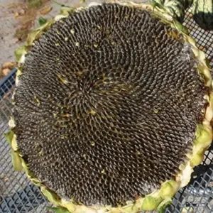 Giant Sunflower Seeds - Helianthus Annuus Edible Ornamental Yellow Flower Seeds, 100 Count