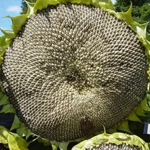 Giant Sunflower Seeds - Helianthus Annuus Edible Ornamental Yellow Flower Seeds, 100 Count