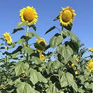 Giant Sunflower Seeds - Helianthus Annuus Edible Ornamental Yellow Flower Seeds, 100 Count