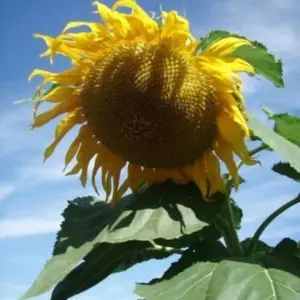 Giant Sunflower Seeds Huge Blooms 50 Count Garden Planting Outdoor