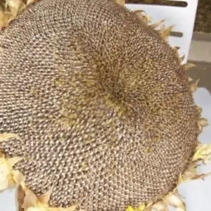 Giant Sunflower Seeds Huge Blooms 50 Count Garden Planting Outdoor
