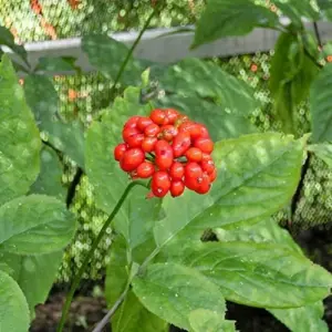 Ginseng Seeds Perennial Herb 25Pcs Organic Red