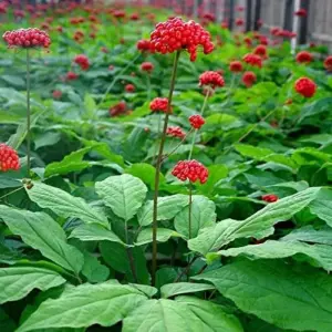 Ginseng Seeds Perennial Herb 25Pcs Organic Red