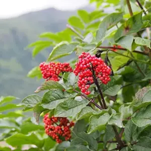 Ginseng Seeds Perennial Herb 25Pcs Organic Red