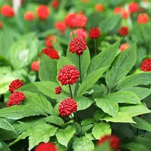 Ginseng Seeds Perennial Herb 25Pcs Organic Red