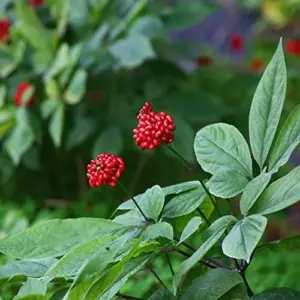 Ginseng Seeds Perennial Herb 25Pcs Organic Red