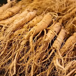 Ginseng Seeds Perennial Herb 25Pcs Organic Red