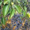 Glossy Privet Shrub Seeds - Evergreen, Fast Growing Hedges & Screens for Outdoor Landscapes - Attracts Bees & Butterflies - 15 Count White Seeds
