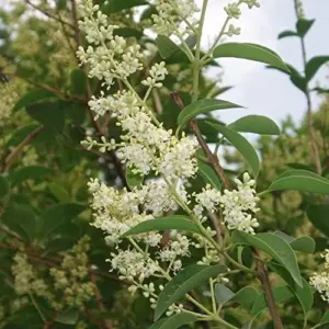 Glossy Privet Shrub Seeds - Evergreen, Fast Growing Hedges & Screens for Outdoor Landscapes - Attracts Bees & Butterflies - 15 Count White Seeds