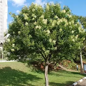 Glossy Privet Shrub Seeds - Evergreen, Fast Growing Hedges & Screens for Outdoor Landscapes - Attracts Bees & Butterflies - 15 Count White Seeds