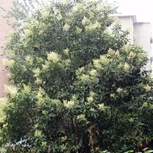 Glossy Privet Shrub Seeds - Evergreen, Fast Growing Hedges & Screens for Outdoor Landscapes - Attracts Bees & Butterflies - 15 Count White Seeds
