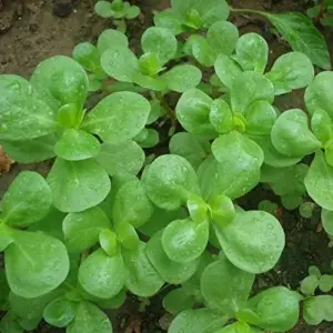 Golden Purslane Seeds Succulent Edible Leaves Ground Cover Outdoor Plant 1000 Count Golden