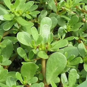 Golden Purslane Seeds Succulent Edible Leaves Ground Cover Outdoor Plant 1000 Count Golden