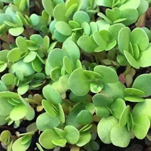 Golden Purslane Seeds Succulent Edible Leaves Ground Cover Outdoor Plant 1000 Count Golden